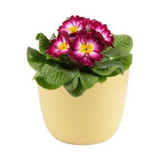 Obal 069 Basel moon yellow mat 14