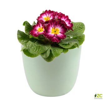 Obal 069 Basel linden green mat 14