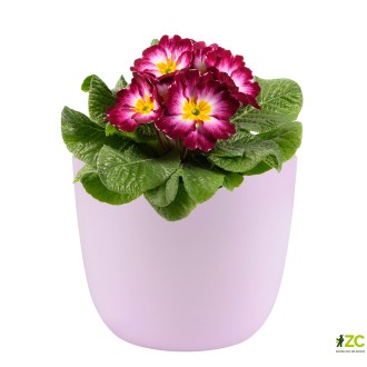 Obal 069 Basel light rose mat 14