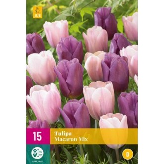 Karta XXL - Tulipán - Macaron Mix (15 cibulí) "D"