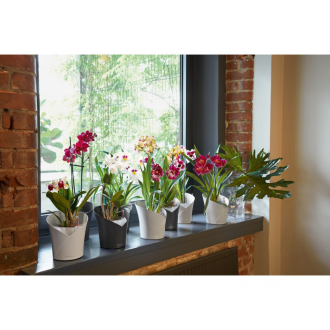 Lechuza ORCHIDEA mat