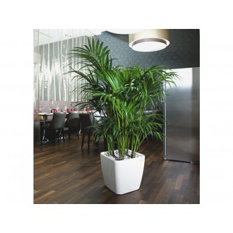 Lechuza QUADRO Premium 21 LS